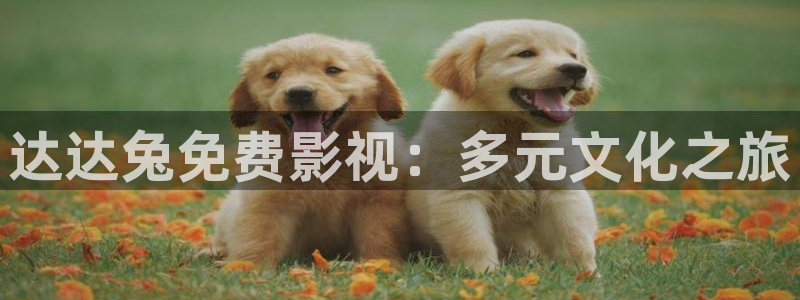 韩国限制级电影顶楼的大象